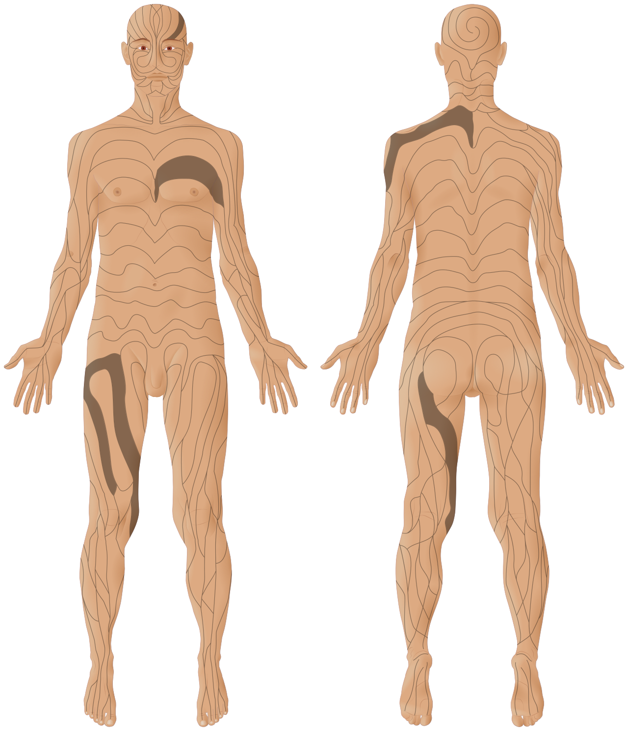 Blaschko‑vonalak (férfi, elöl‑hátul)